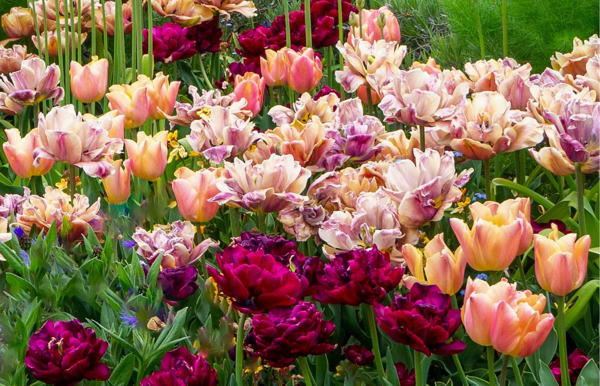 Tulpenmischung 'Katja'